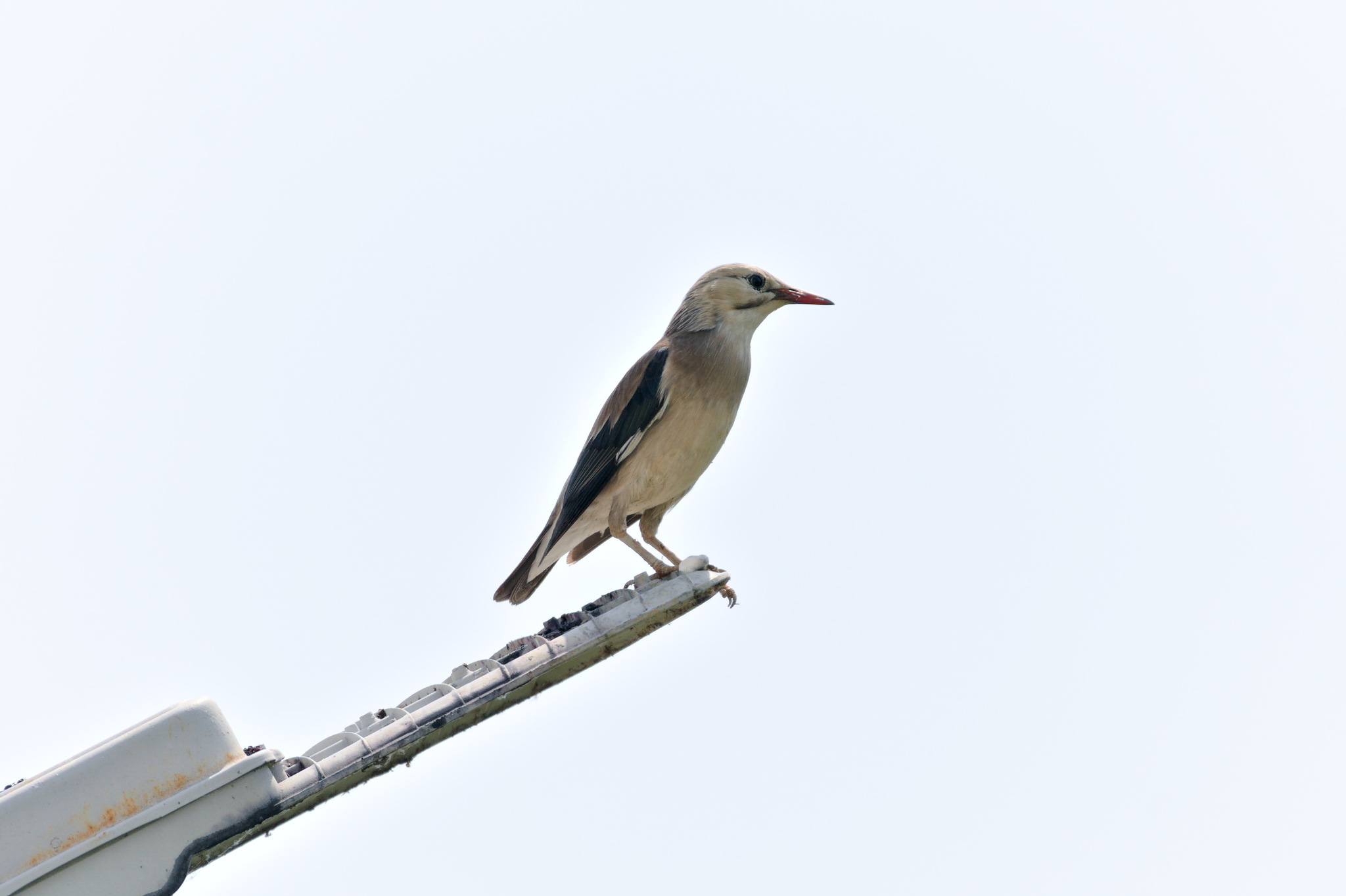 Red-billed Starling