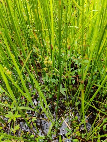 Image of Eleocharis quinqueflora by (c) Ljaž, some rights reserved (CC BY)