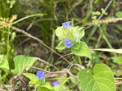 Jacquemontia tamnifolia iNat (3)