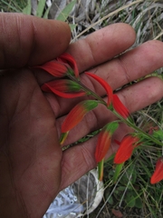Castilleja integrifolia