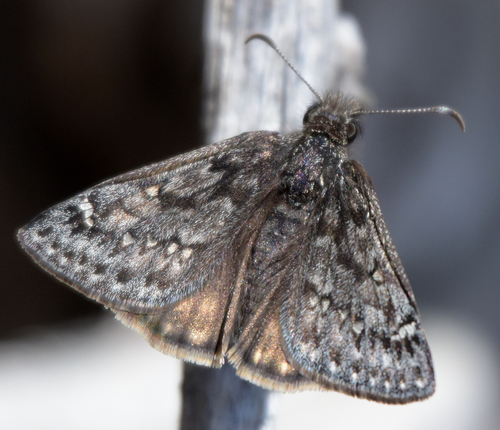 Rocky Mountain Duskywing