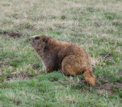 Marmota olympus