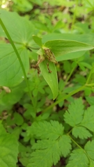 Melanthiaceae