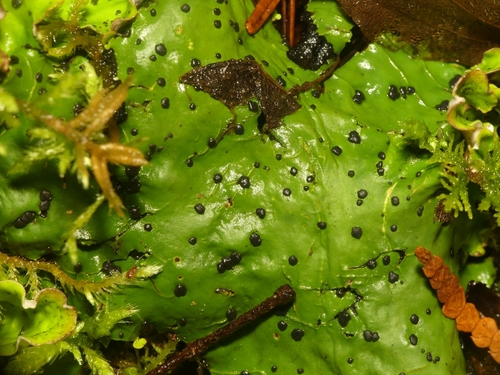 ruffled freckled pelt lichen