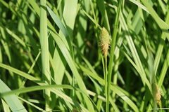 Carex squarrosa