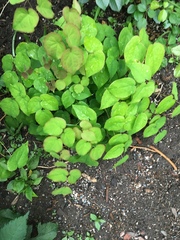 Epimedium