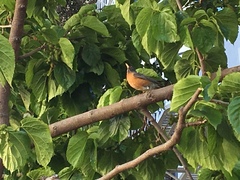 Turdus migratorius