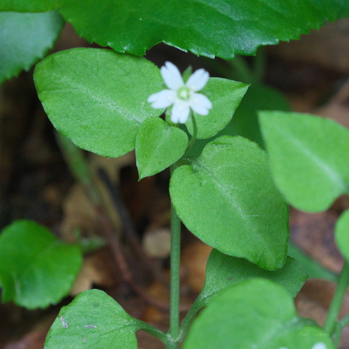 Stellaria diversiflora iNat (3)