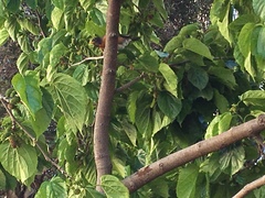 Turdus migratorius