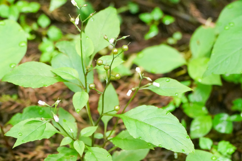 Jejudo glandular loosestrife (Lysimachia acroadenia)