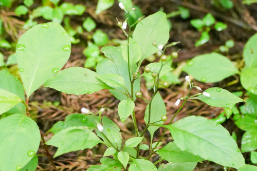 Image of Lysimachia acroadenia by (c) WATANABE Hitoshi 渡辺仁, some rights reserved (CC BY)