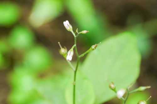 Image of Lysimachia acroadenia by (c) WATANABE Hitoshi 渡辺仁, some rights reserved (CC BY)