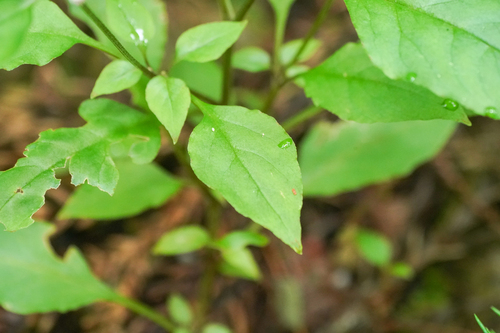 Image of Lysimachia acroadenia by (c) WATANABE Hitoshi 渡辺仁, some rights reserved (CC BY)