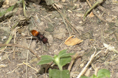 Pseudomethoca brazoria