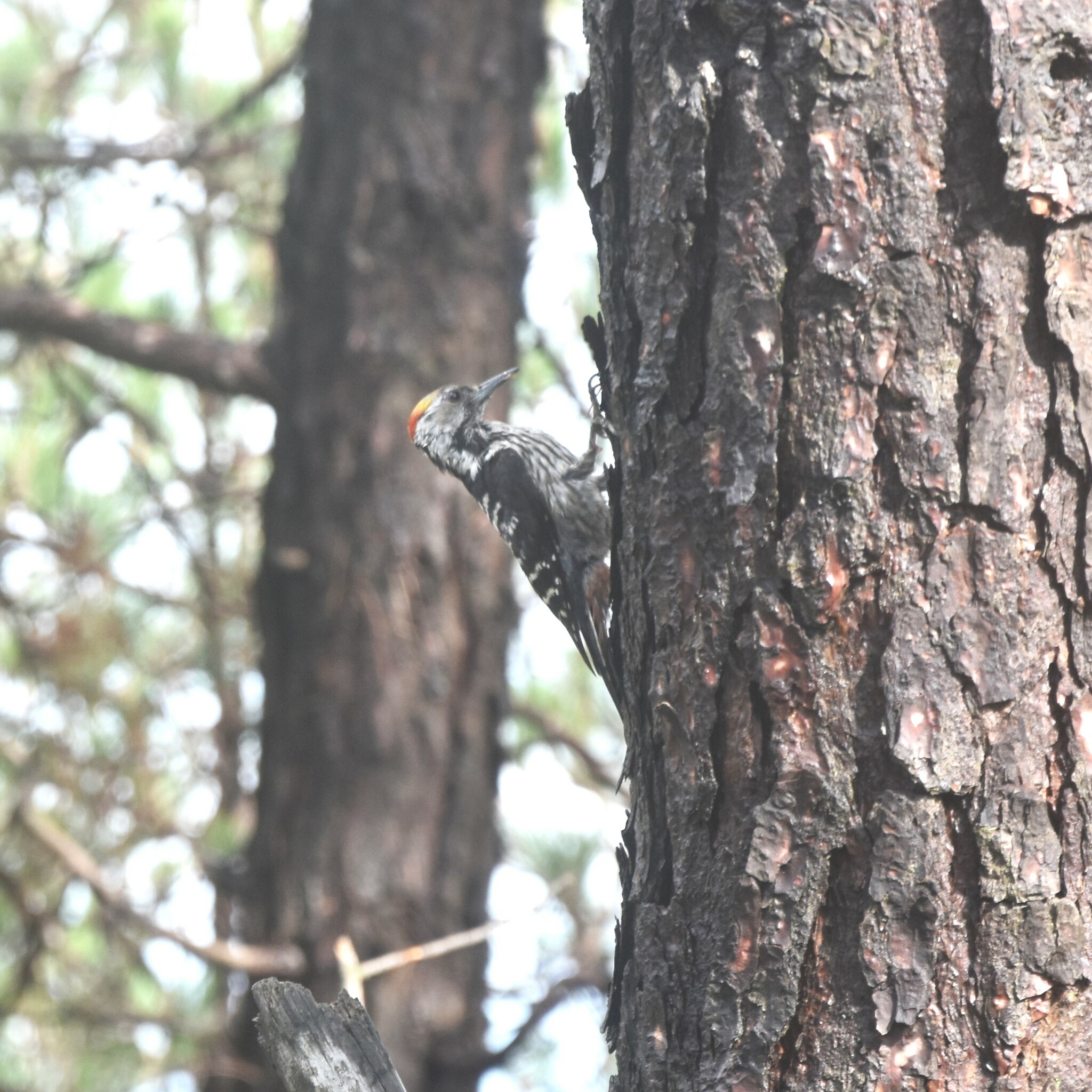 Brown-fronted Woodpecker illustration