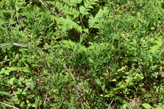Hypericum kalmianum
