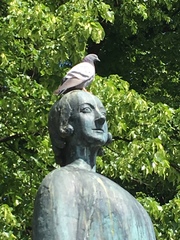 Columba livia domestica