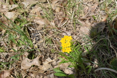 Lithospermum caroliniense