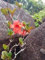 Rhododendron viriosum