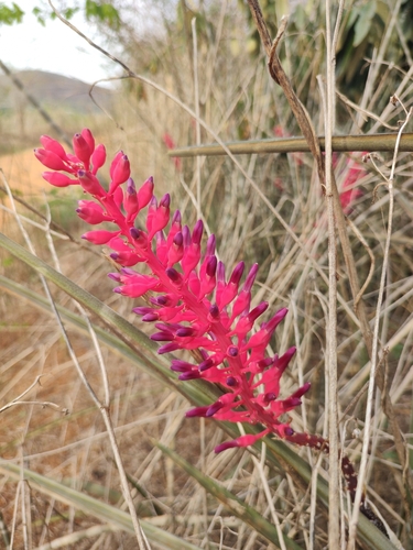 Foto de Caroá