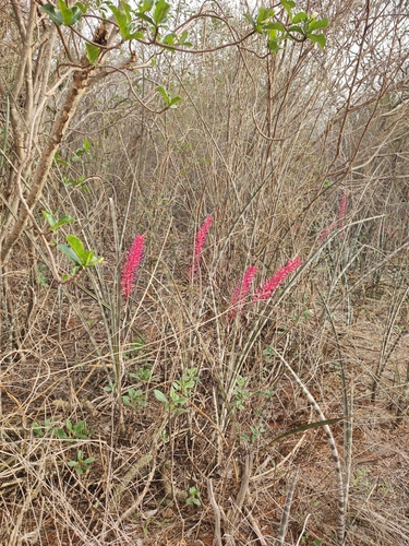 Foto de Caroá