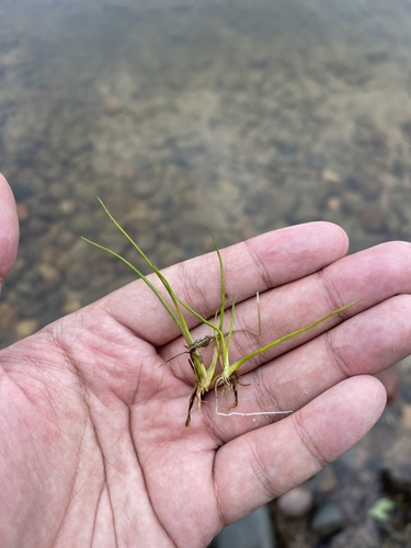 American shoreweed (Littorella americana)