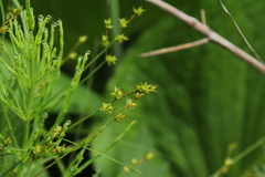 Stellulatae