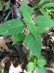 Circaea canadensis