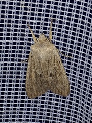 Lithophane patefacta