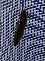 Melanotus castanipes