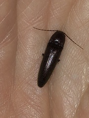 Melanotus castanipes