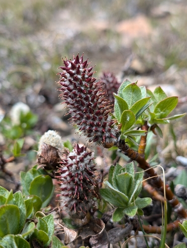 Salix calcicola var. glandulosior