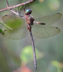 Somatochlora linearis