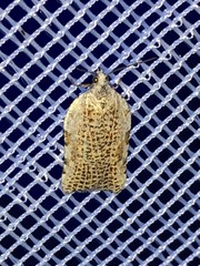 Acleris cervinana