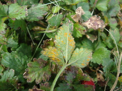 Phragmidium mexicanum