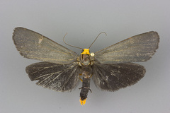 Gnamptonychia ventralis