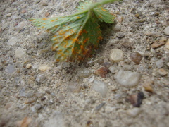 Phragmidium mexicanum
