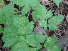 Puccinia pimpinellae