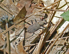 Apterodela unipunctata