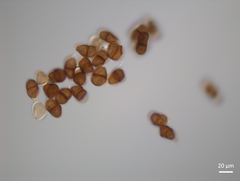 Puccinia pimpinellae