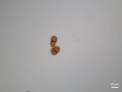 Puccinia pimpinellae