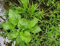 Plantago cordata