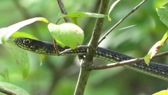 Masticophis flagellum flagellum