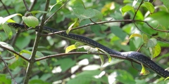 Masticophis flagellum flagellum