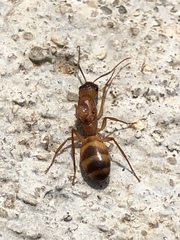 Camponotus festinatus