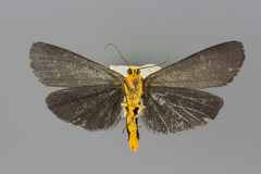 Gnamptonychia ventralis