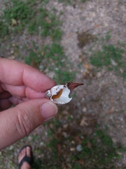 Cardinalis cardinalis
