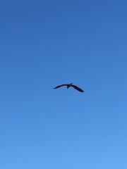 Pelecaniformes