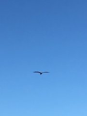 Pelecaniformes