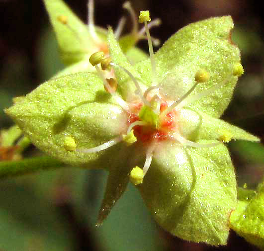 Gymnopodium floribundum; photograph author not stated, no rights reserved